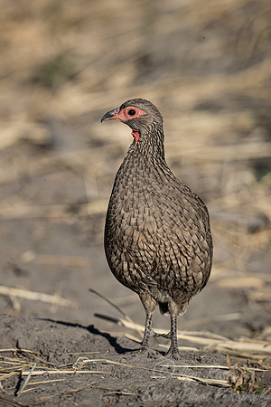 140 Swainson's spurfowl (Pternistis swainsonii) - Namibia