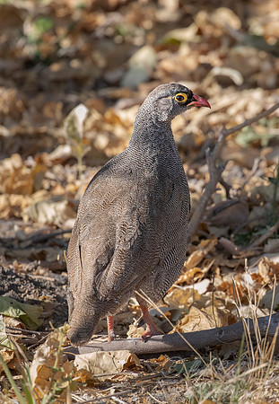 141 Red-billed spurfowl (Pternistis adspersus) - Moremi region Botswana