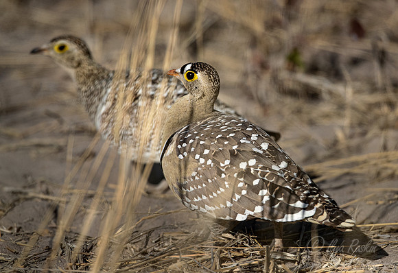 142 Double-banded sandgrouse (Pterocles bicinctus) - Moremi region Botswana