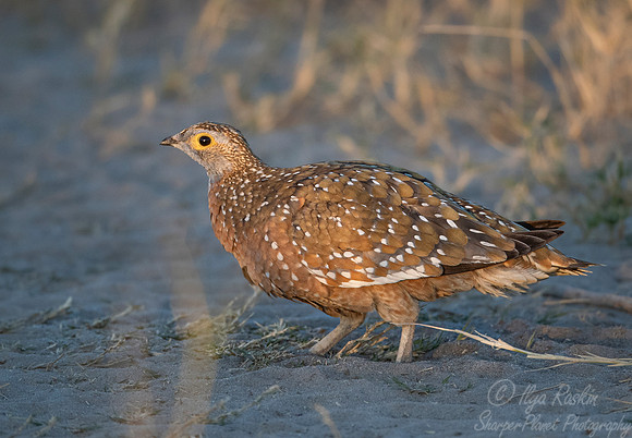 143 Burchell's sandgrouse (Pterocles burchelli) - Moremi region Botswana