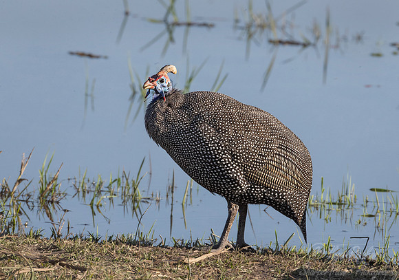 144 Helmeted guineafowl (Numida meleagris) - Moremi region Botswana