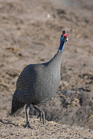 145 Helmeted guineafowl (Numida meleagris) - Moremi region Botswana