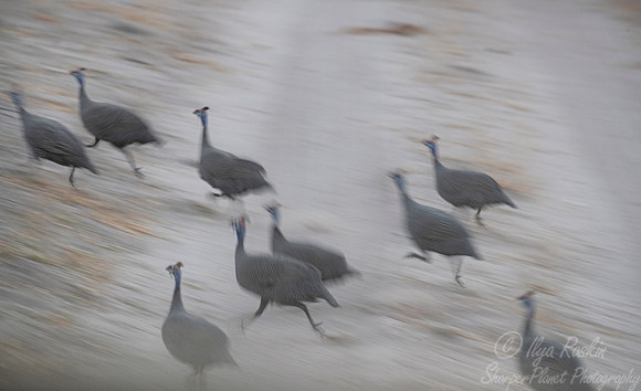 146 Helmeted guineafowls (Numida meleagris) - Moremi region Botswana