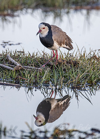 302 Long-toed lapwing (Vanellus crassirostris) - Moremi region Botswana