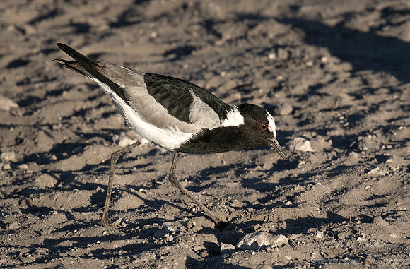 300 Blacksmith plover (Vanellus armatus) - Moremi region Botswana