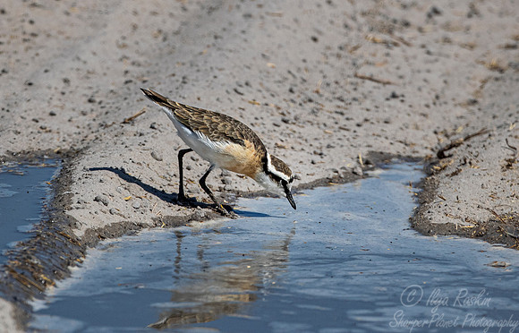 301 Kittlitz's plover (Charadrius pecuarius) - Moremi region Botswana