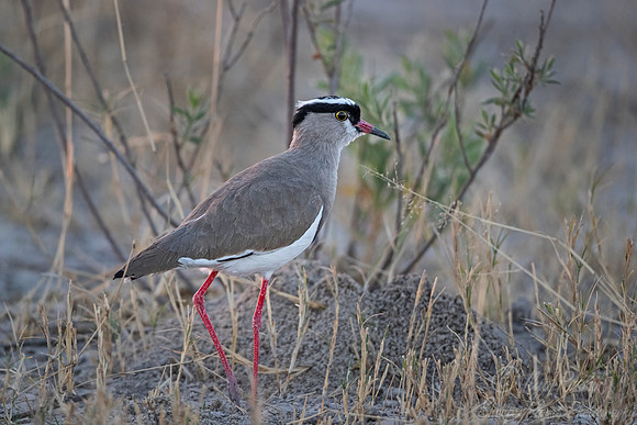 303 Crowned lapwing (Vanellus coronatus) - Moremi region Botswana