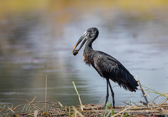 307 African openbill stork (Anastomus lamelligerus) - Okawango region Botswana