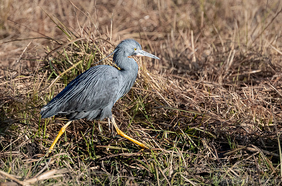 309 Slaty egret (Egretta vinaceigula) - Moremi region Botswana