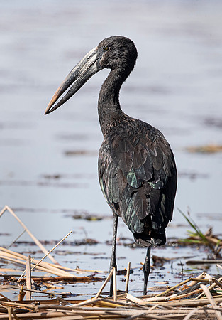 308 African openbill stork (Anastomus lamelligerus) - Okawango region Botswana