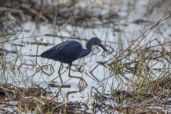 310 Slaty egret (Egretta vinaceigula) - Moremi region Botswana