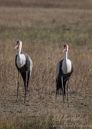 312 Wattled cranes (Grus carunculata) - Moremi region Botswana