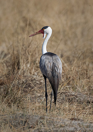 313 Wattled crane (Grus carunculata) - Moremi region Botswana