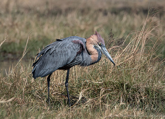 314 Goliath heron (Ardea goliath) - Moremi region Botswana