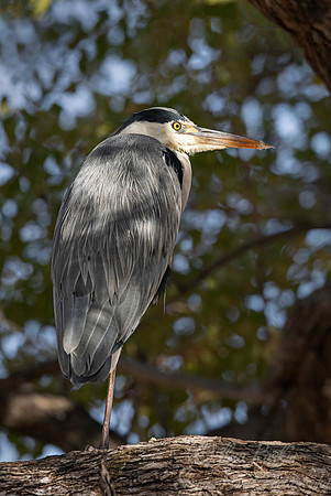 304 Grey heron (Ardea cinerea) - Moremi region Botswana