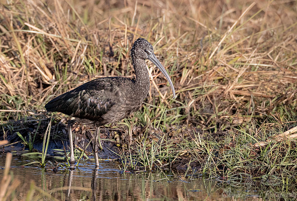 305 Glossy ibis immature (Plegadis falcinellus) - Okawango region Botswana