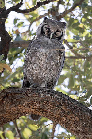 326 Verreaux's eagle-owl (Bubo lacteus) - Moremi region Botswana