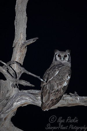 325 Spotted eagle-owl (Bubo africanus) - Moremi region Botswana