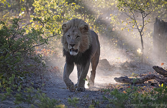 153 Lion (Panthera leo) - Moremi region Botswana