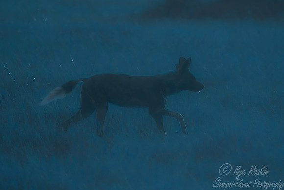 360 African wild dog (Lycaon pictus) - Moremi region - Botswana