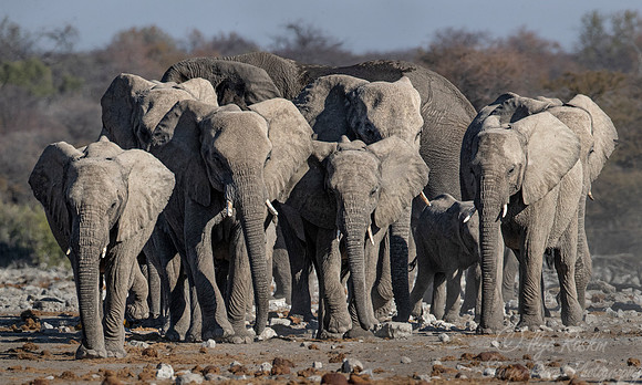 100 African Bush Elephants (Loxodonta africana) - Etosha NP Namibia
