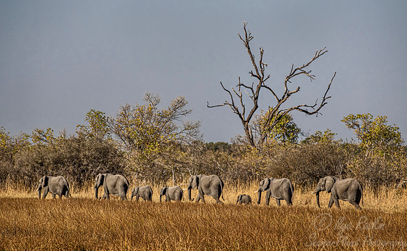 103 African Bush Elephants (Loxodonta africana) - Moremi region Botswana
