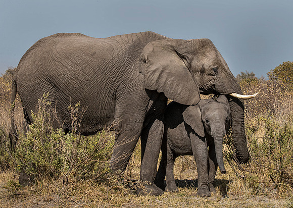 104 African Bush Elephants (Loxodonta africana) - Moremi region Botswana