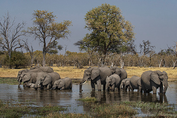 105 African Bush Elephants (Loxodonta africana) - Moremi region Botswana