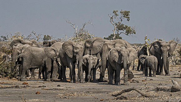 106 African Bush Elephants (Loxodonta africana) - Moremi region Botswana