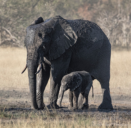 108 African Bush Elephants (Loxodonta africana) - Moremi region Botswana