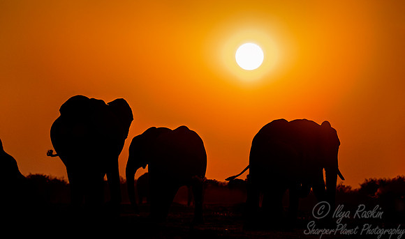 109 African Bush Elephants (Loxodonta africana) - Moremi region Botswana