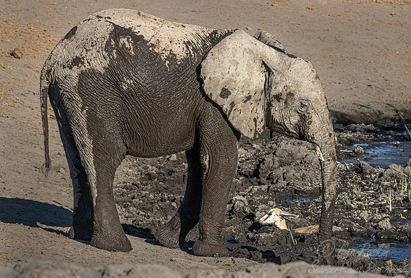 098 African Bush Elephant (Loxodonta africana) - Etosha NP Namibia