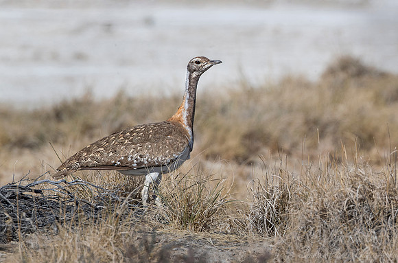 104 Karoo korhaan (Eupodotis vigorsii) - Namibia