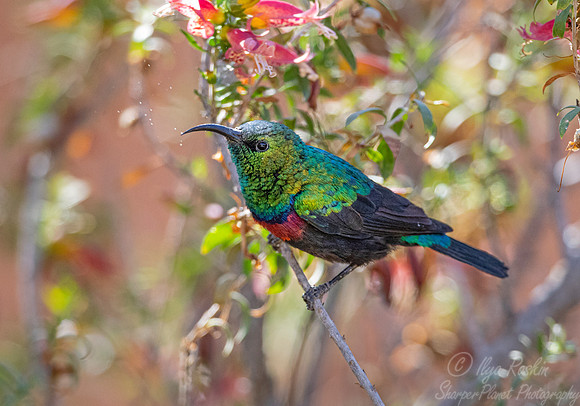 102 Marico sunbird (Cinnyris mariquensis) - Namibia