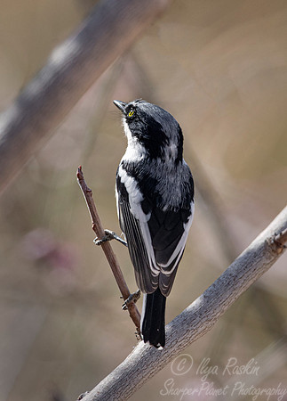 103 Pririt batis (Batis pririt) - Namibia