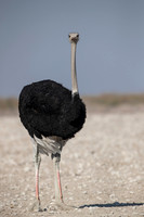 2019 Southern Africa - Birds