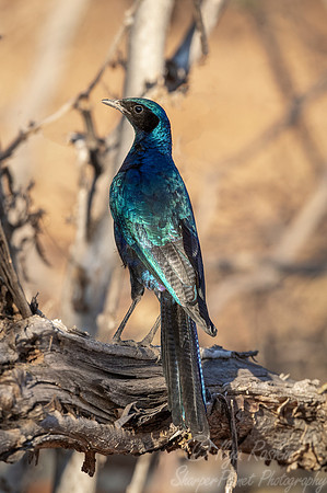 111 Burchell's glossy-starling (Lamprotornis australis) - Namibia
