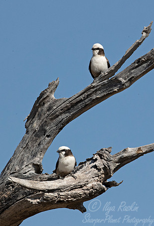 113 Southern white-crowned shrike (Eurocephalus anguitimens) - Moremi region Botswana