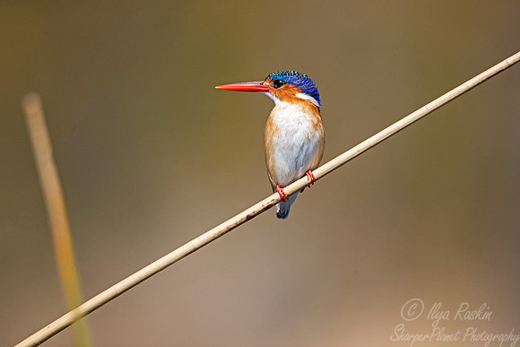 114 Malachite kingfisher (Corythornis cristatus) - Moremi region Boswana