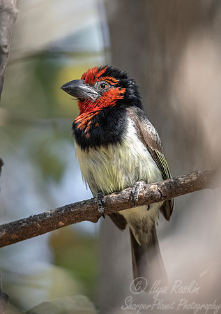 117 Black-collared barbet (Lybius torquatus) - Moremi region Boswana