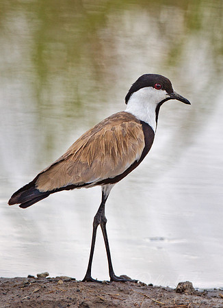 039 Spur-winged Plover (Vanellus spinosus) - Masai Mara Kenya