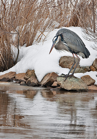 011_Great Blue Heron (Ardea herodias)_Blackwater NWR_MD