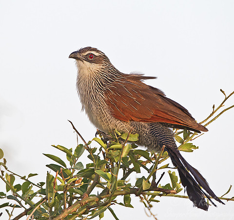 042 White-browed Coucal (Centropus superciliosus) -  Masai Mara Kenya
