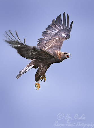 023 Golden Eagle (Aquila chrysaetos) - Kazakhstan