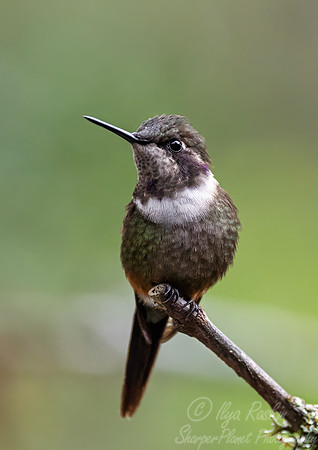 543 Magenta-throated woodstar female (Philodice bryantae) - Ecuador
