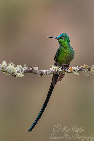 458 Long-tailed sylph male (Aglaiocercus kingii) - Colombia cloud forest