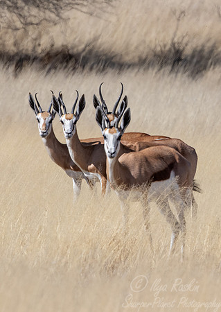 352 Springboks (Antidorcas marsupialis) - Kgalagadi Transfrontier Park SA