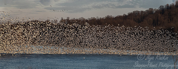 305 Snow geese (Anser caerulescens) - PA