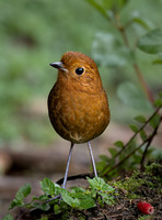 2024 Ecuador - Other Birds