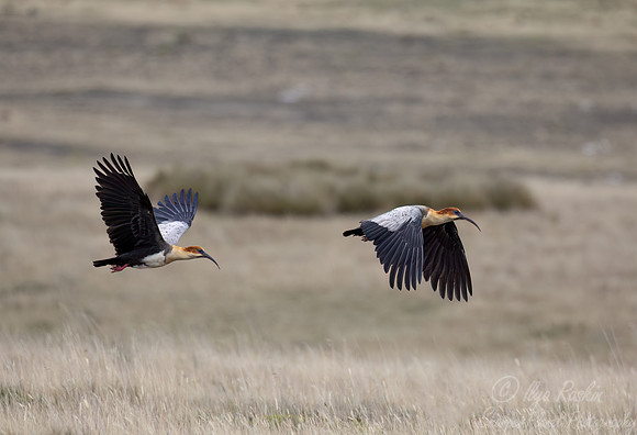 346 Andean ibis (Theristicus branickii) - Ecuador